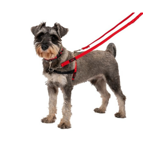 Halti Training Lead