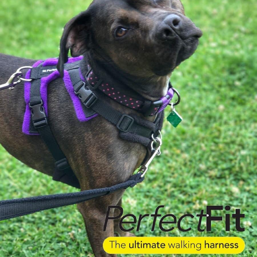 Pets at home perfect fit deals harness